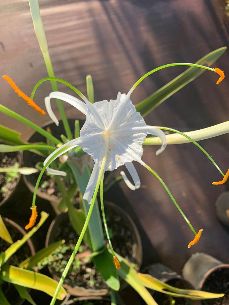 hymenocallis-latifolia-perfumed-spider-lily-spider-lily-mangrove-spider-lily