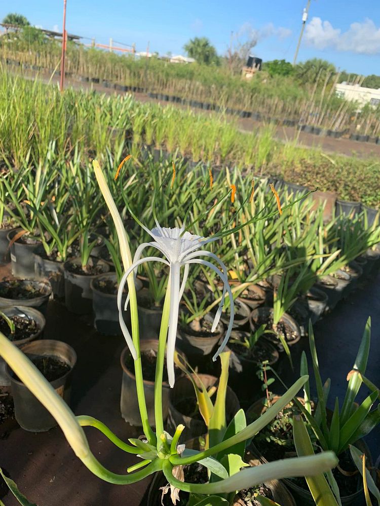 hymenocallis-latifolia-perfumed-spider-lily-spider-lily-mangrove-spider-lily