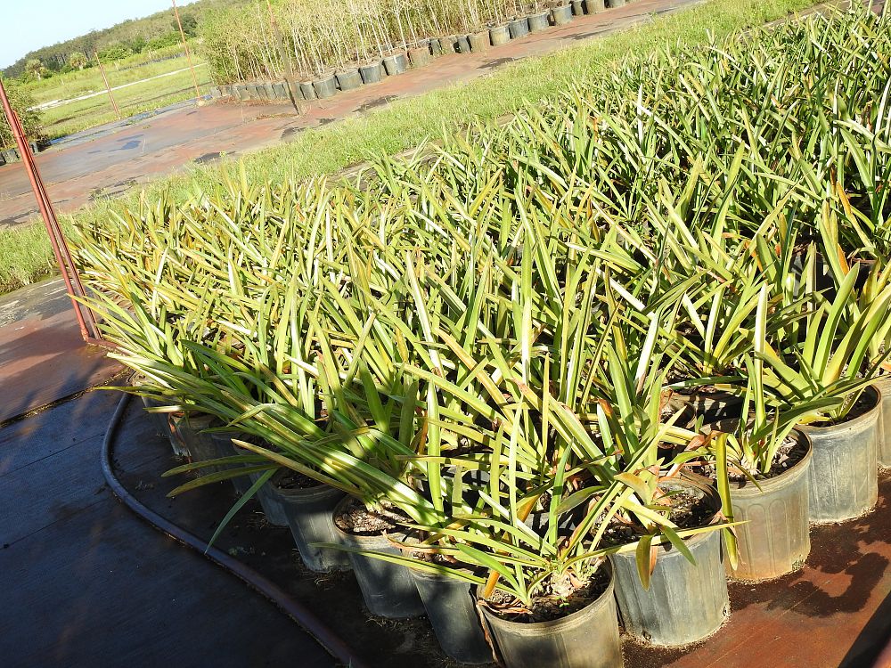 hymenocallis-latifolia-perfumed-spider-lily-spider-lily-mangrove-spider-lily