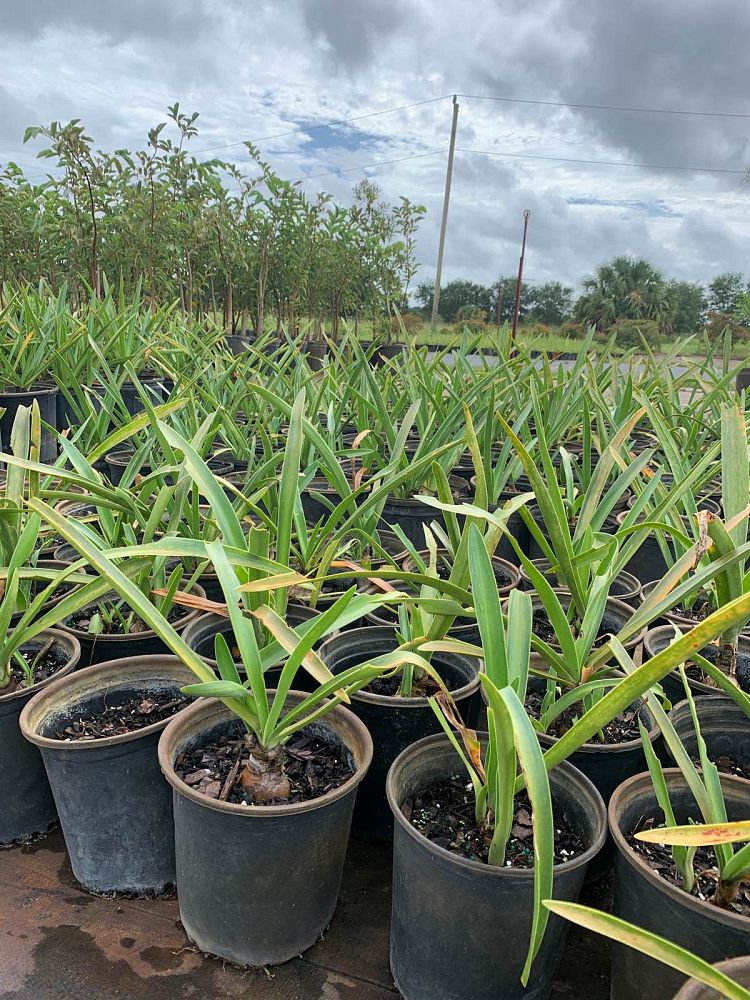 hymenocallis-latifolia-perfumed-spider-lily-spider-lily-mangrove-spider-lily