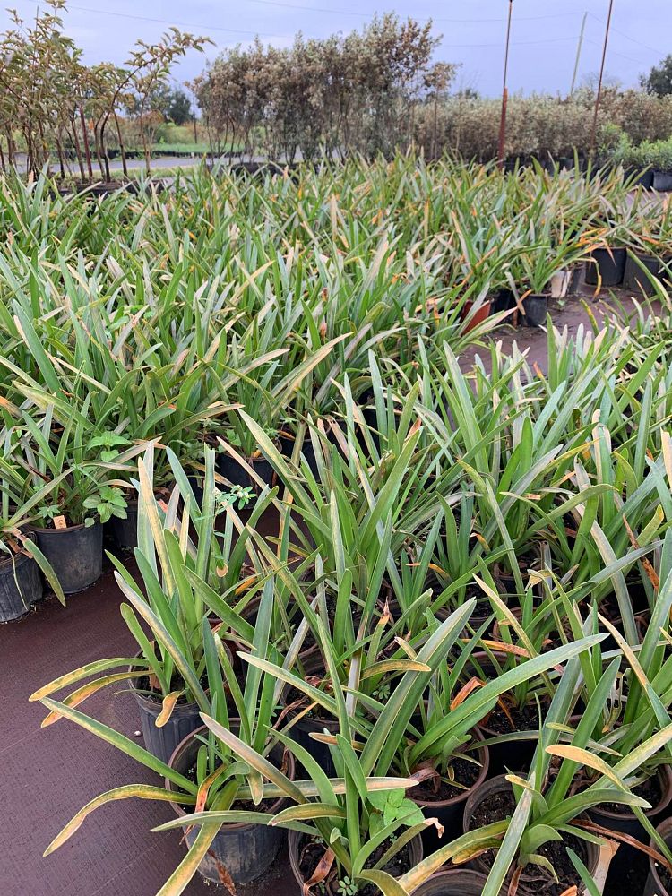 hymenocallis-latifolia-perfumed-spider-lily-spider-lily-mangrove-spider-lily