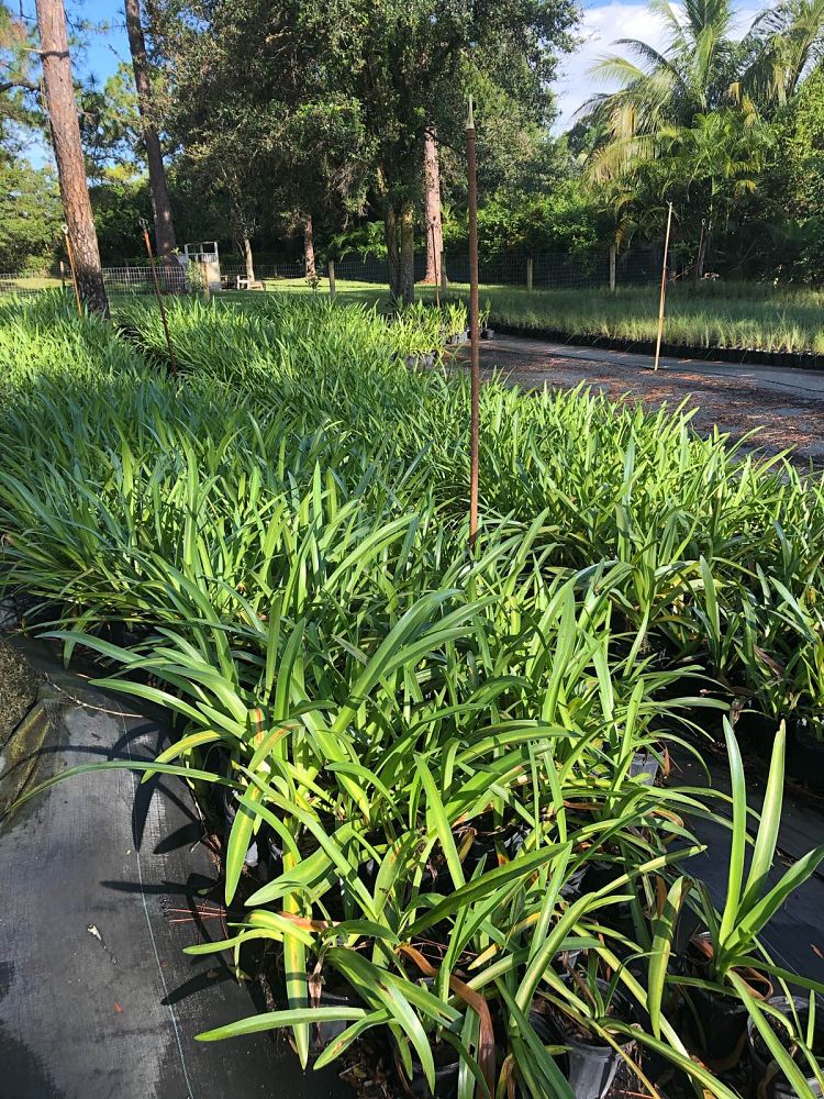 hymenocallis-latifolia-perfumed-spider-lily-spider-lily-mangrove-spider-lily