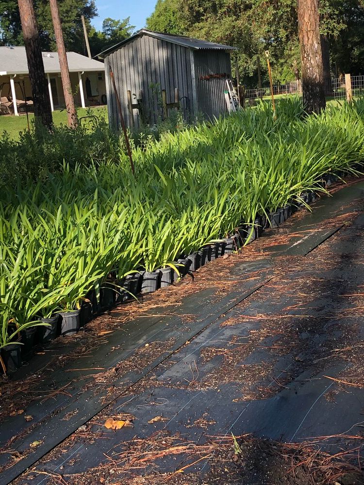 hymenocallis-latifolia-perfumed-spider-lily-spider-lily-mangrove-spider-lily