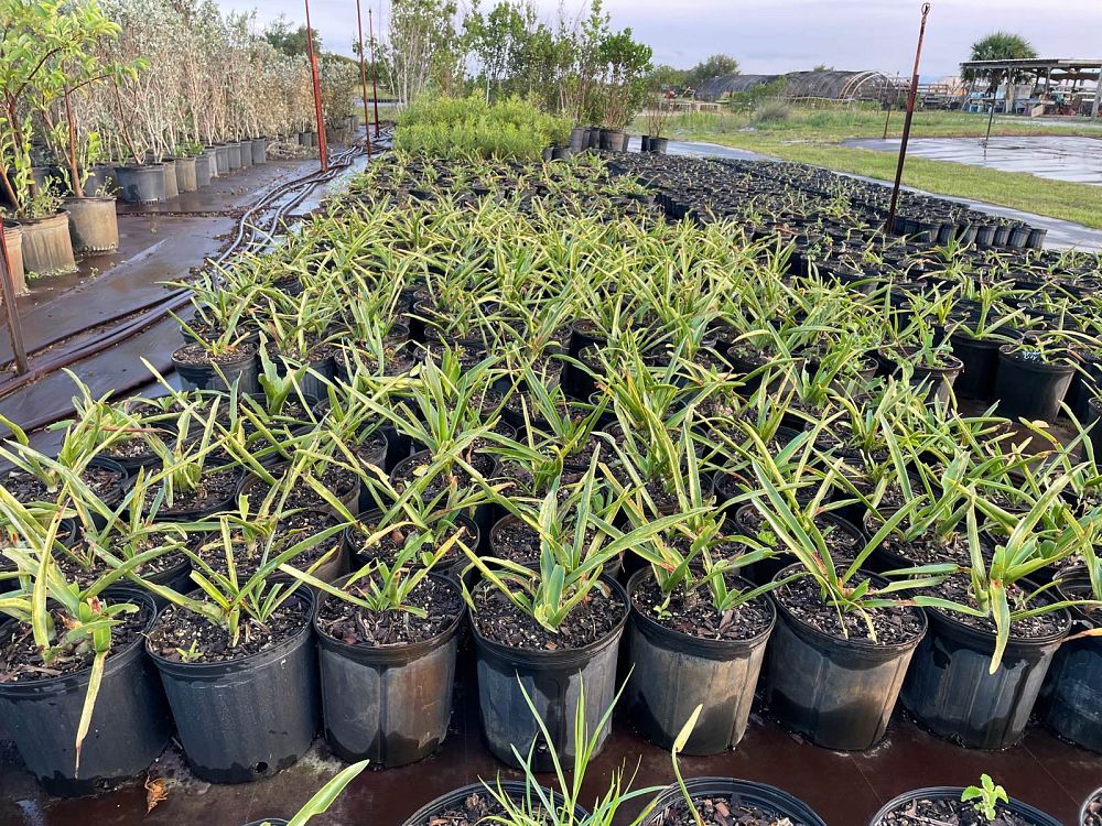 hymenocallis-latifolia-perfumed-spider-lily-spider-lily-mangrove-spider-lily