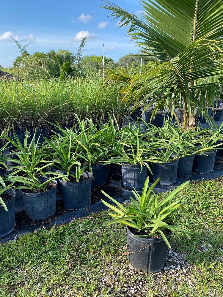 hymenocallis-latifolia-perfumed-spider-lily-spider-lily-mangrove-spider-lily