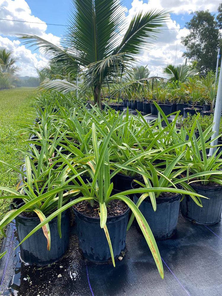 hymenocallis-latifolia-perfumed-spider-lily-spider-lily-mangrove-spider-lily