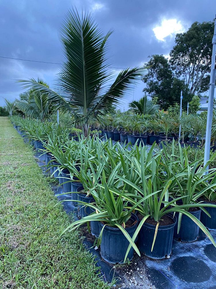 hymenocallis-latifolia-perfumed-spider-lily-spider-lily-mangrove-spider-lily