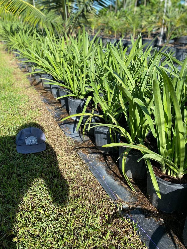 hymenocallis-latifolia-perfumed-spider-lily-spider-lily-mangrove-spider-lily