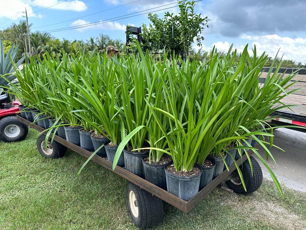 hymenocallis-latifolia-perfumed-spider-lily-spider-lily-mangrove-spider-lily