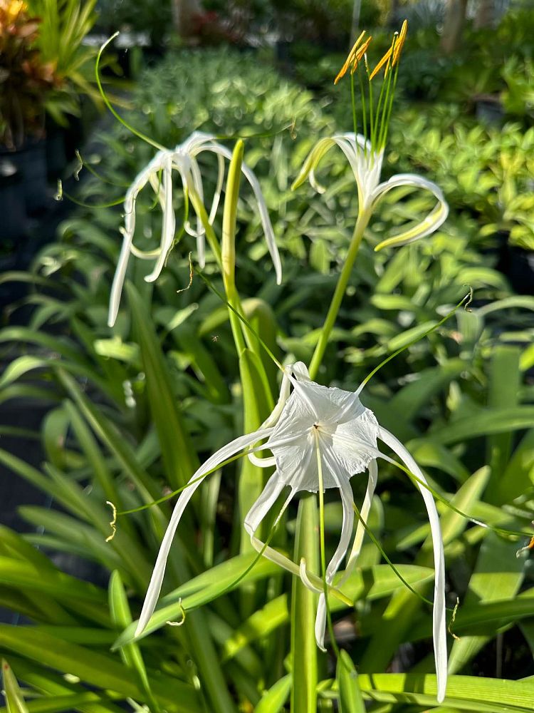 hymenocallis-latifolia-perfumed-spider-lily-spider-lily-mangrove-spider-lily