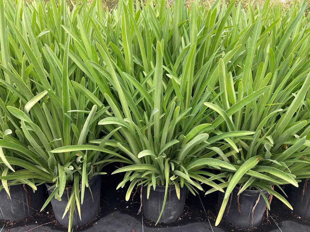hymenocallis-latifolia-perfumed-spider-lily-spider-lily-mangrove-spider-lily