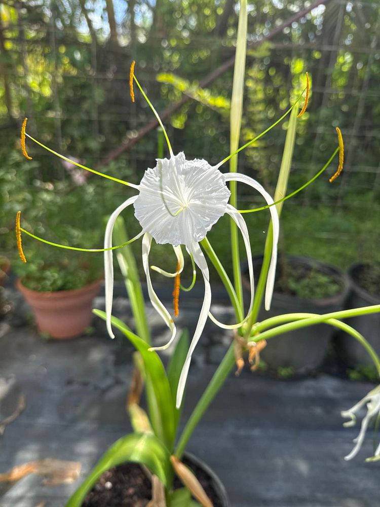hymenocallis-latifolia-perfumed-spider-lily-spider-lily-mangrove-spider-lily
