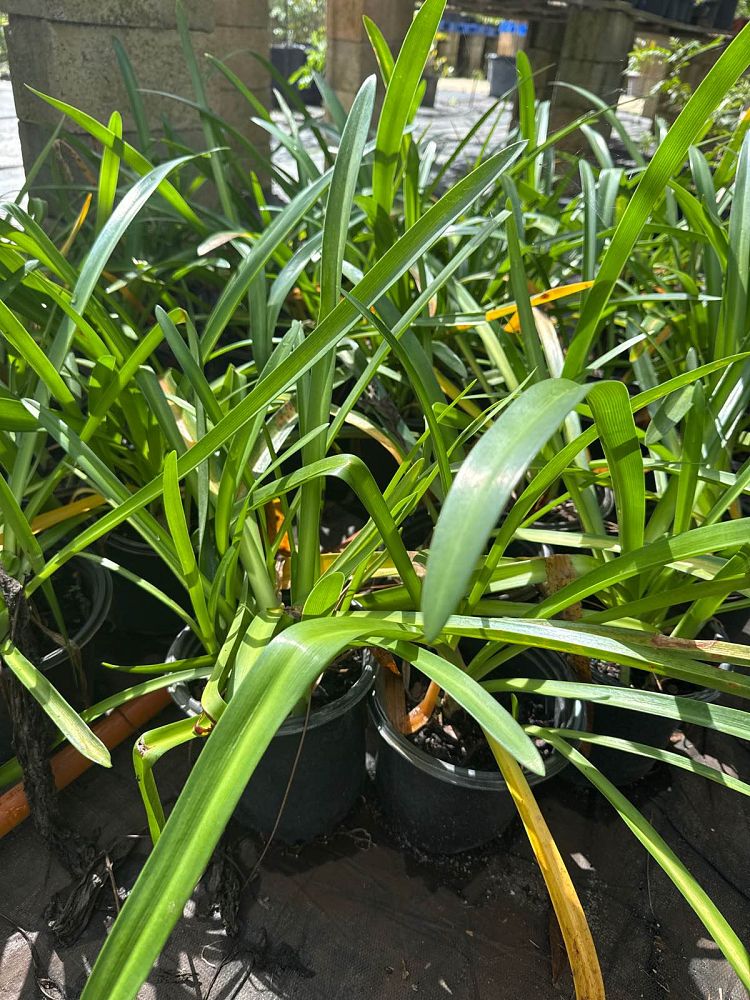 hymenocallis-latifolia-perfumed-spider-lily-spider-lily-mangrove-spider-lily