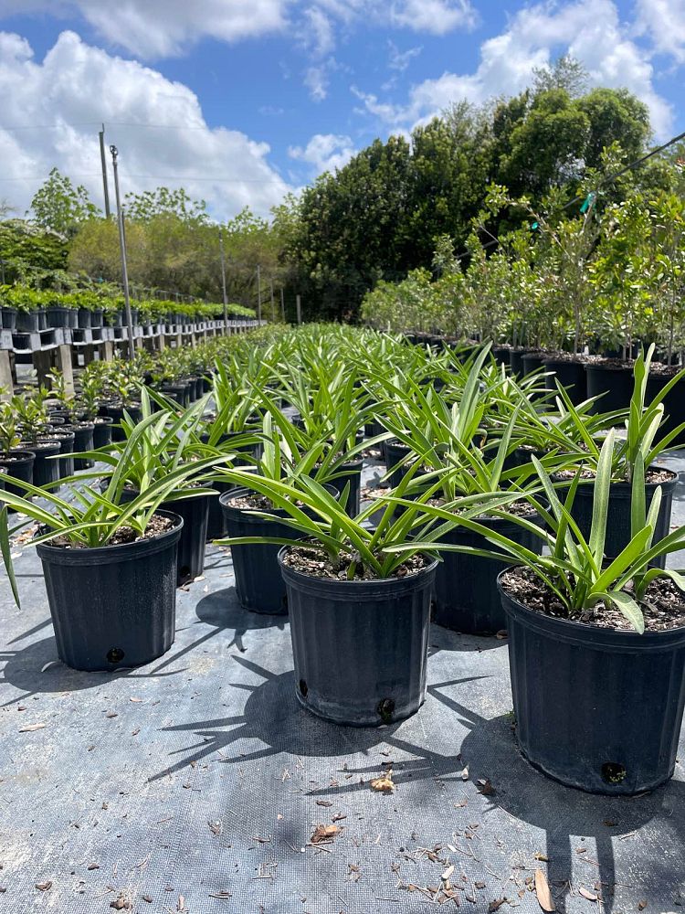 hymenocallis-latifolia-perfumed-spider-lily-spider-lily-mangrove-spider-lily