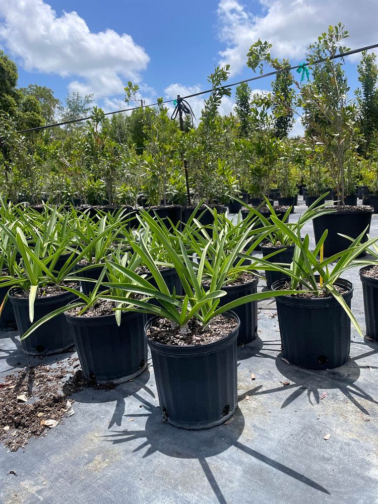 hymenocallis-latifolia-perfumed-spider-lily-spider-lily-mangrove-spider-lily