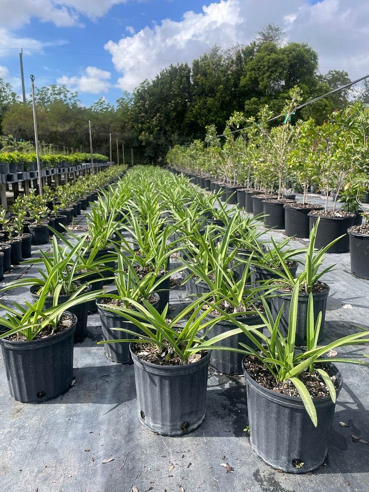 hymenocallis-latifolia-perfumed-spider-lily-spider-lily-mangrove-spider-lily