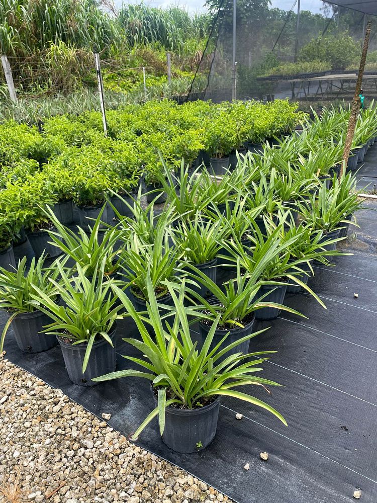 hymenocallis-latifolia-perfumed-spider-lily-spider-lily-mangrove-spider-lily