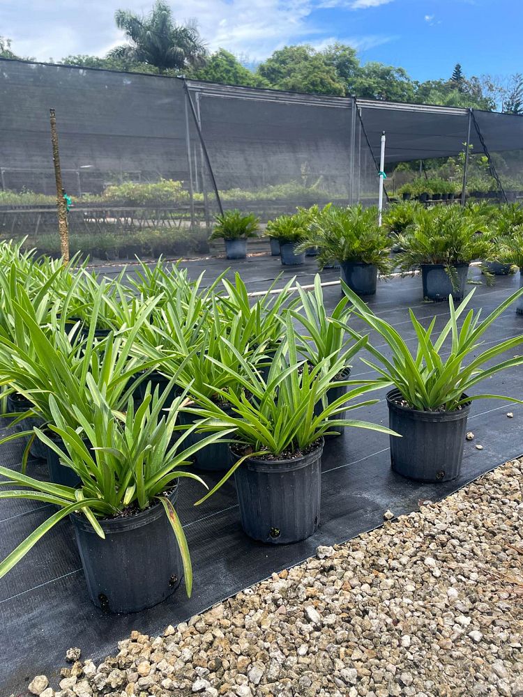 hymenocallis-latifolia-perfumed-spider-lily-spider-lily-mangrove-spider-lily