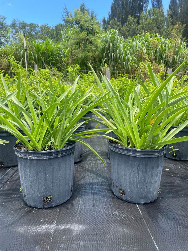 hymenocallis-latifolia-perfumed-spider-lily-spider-lily-mangrove-spider-lily