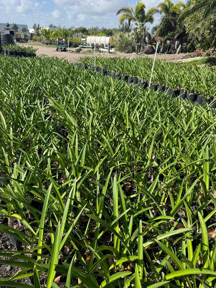 hymenocallis-latifolia-perfumed-spider-lily-spider-lily-mangrove-spider-lily