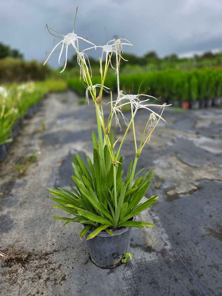 hymenocallis-latifolia-perfumed-spider-lily-spider-lily-mangrove-spider-lily