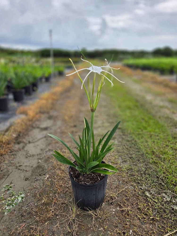 hymenocallis-latifolia-perfumed-spider-lily-spider-lily-mangrove-spider-lily