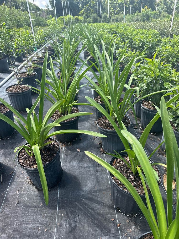 hymenocallis-latifolia-perfumed-spider-lily-spider-lily-mangrove-spider-lily