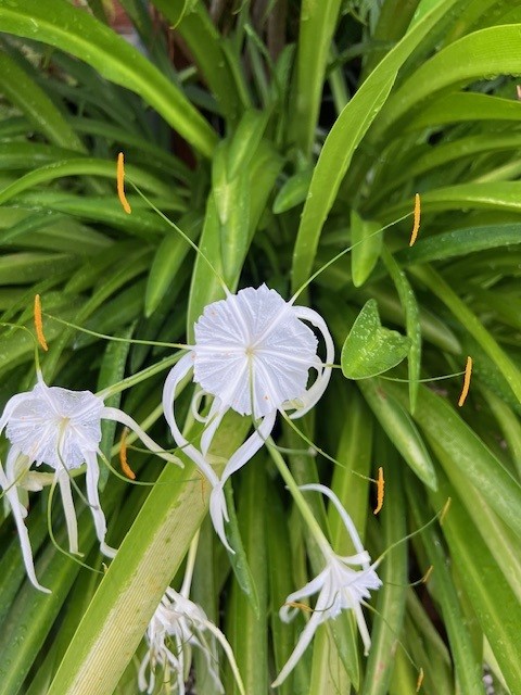 hymenocallis-latifolia-perfumed-spider-lily-spider-lily-mangrove-spider-lily