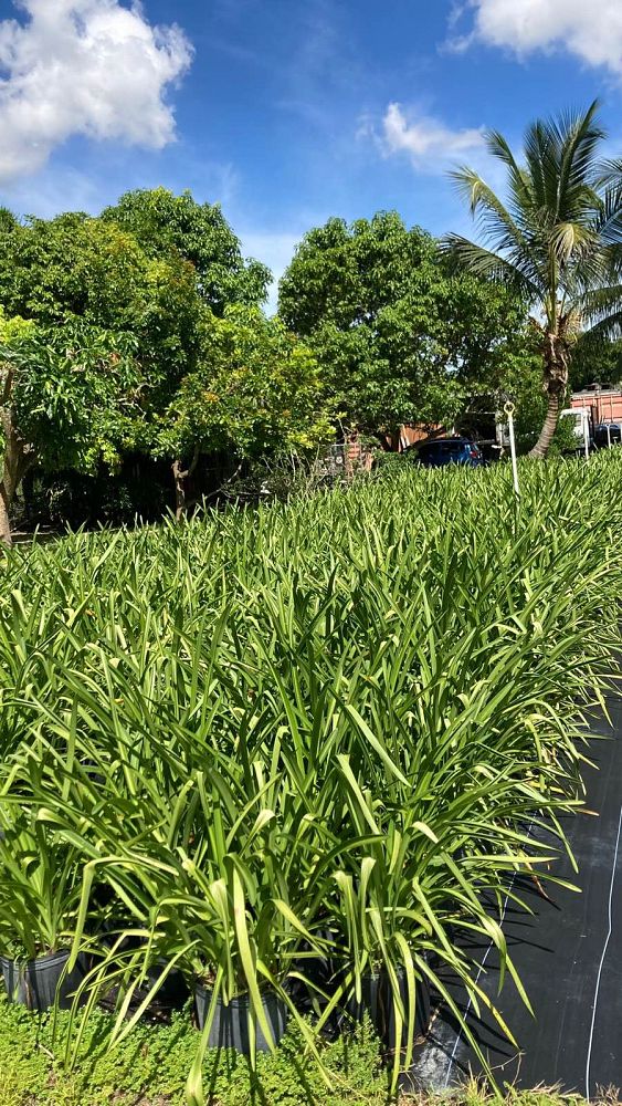 hymenocallis-latifolia-perfumed-spider-lily-spider-lily-mangrove-spider-lily