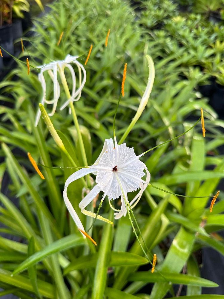 hymenocallis-latifolia-perfumed-spider-lily-spider-lily-mangrove-spider-lily