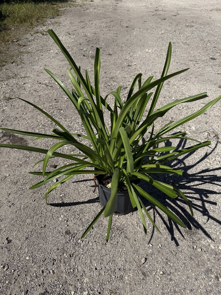 hymenocallis-latifolia-perfumed-spider-lily-spider-lily-mangrove-spider-lily