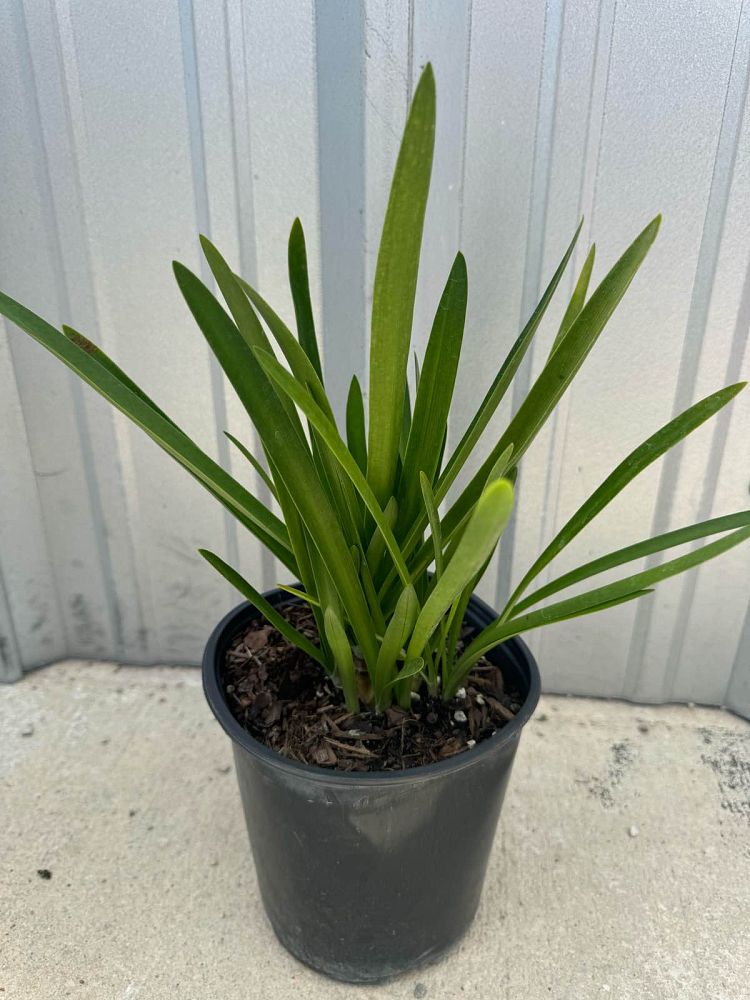 hymenocallis-littoralis-beach-spider-lily