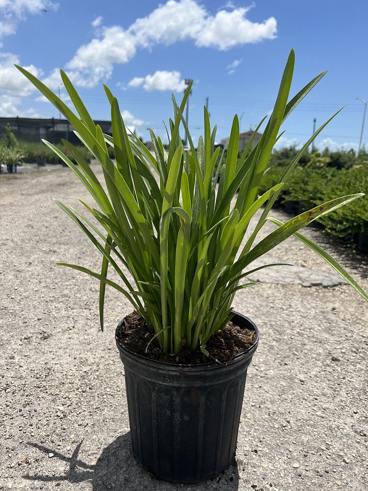 hymenocallis-littoralis-beach-spider-lily