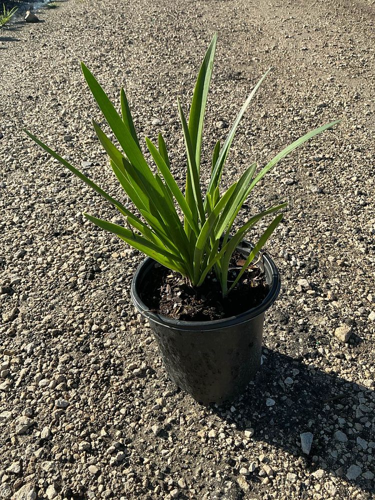 hymenocallis-littoralis-beach-spider-lily