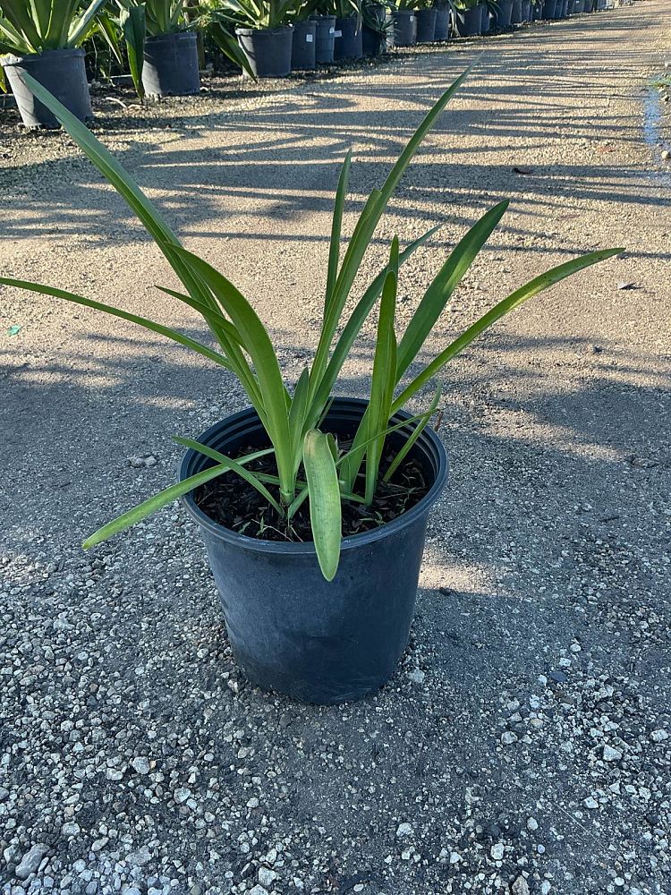 hymenocallis-littoralis-beach-spider-lily