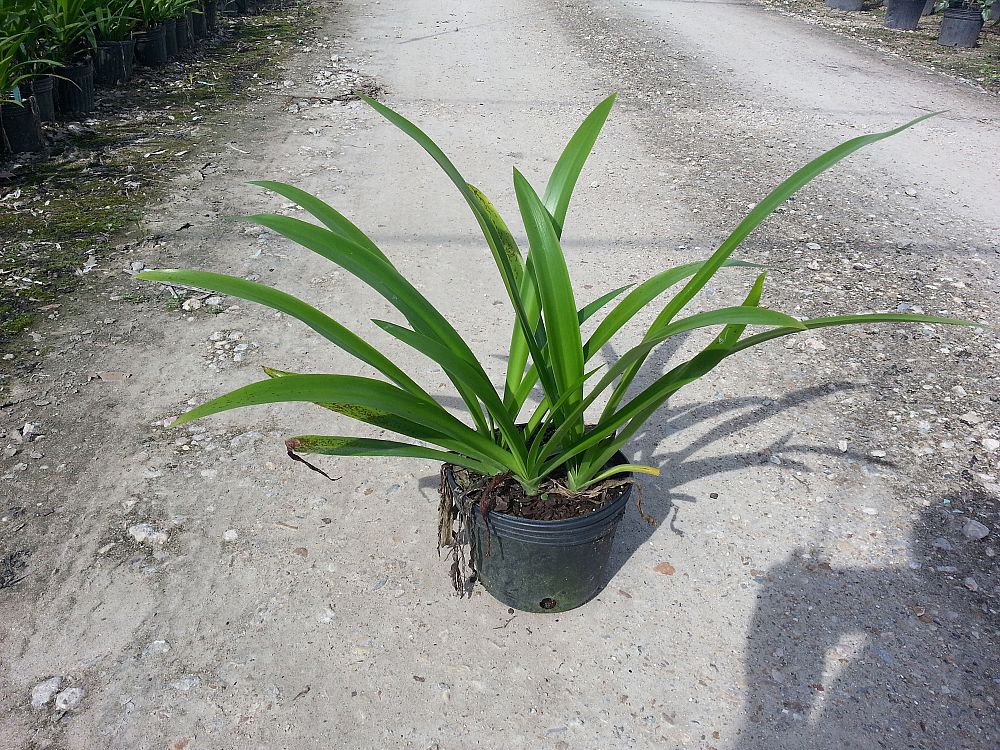 hymenocallis-littoralis-variegata