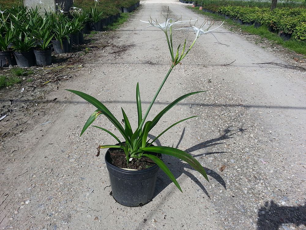 hymenocallis-littoralis-variegata