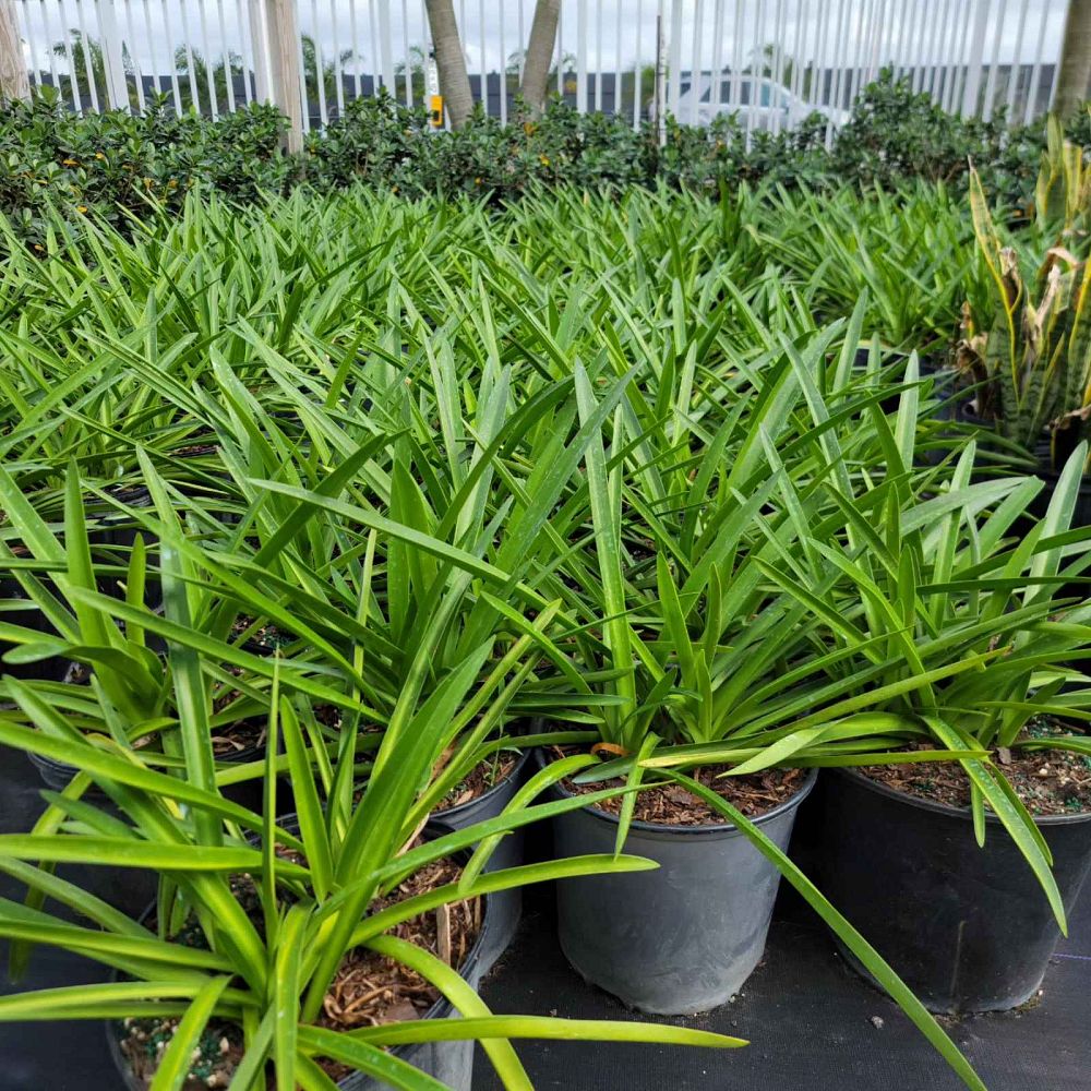 hymenocallis-palmeri-alligatorlily-spider-lily-alligator-lily