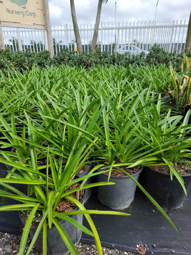 hymenocallis-palmeri-alligatorlily-spider-lily-alligator-lily