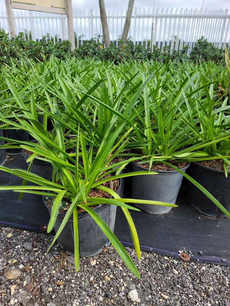 hymenocallis-palmeri-alligatorlily-spider-lily-alligator-lily