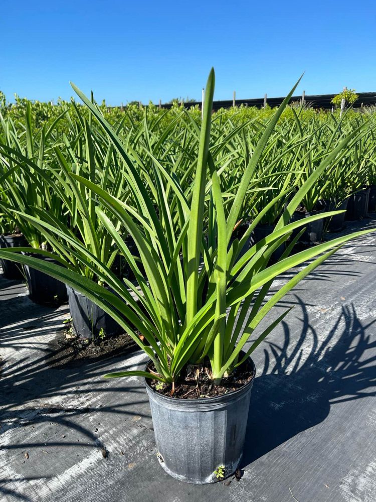 hymenocallis-spiderlily
