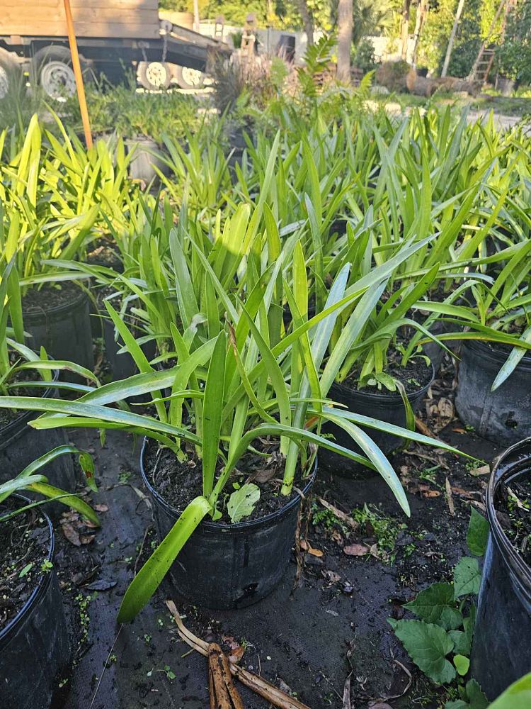 hymenocallis-spiderlily