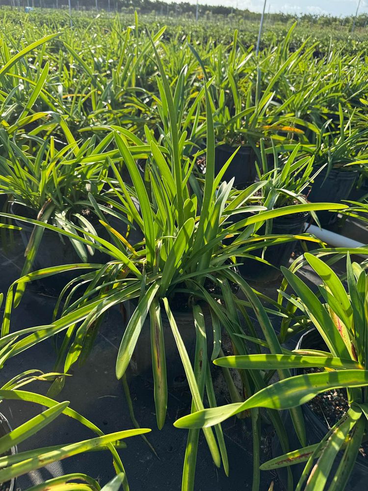 hymenocallis-spiderlily