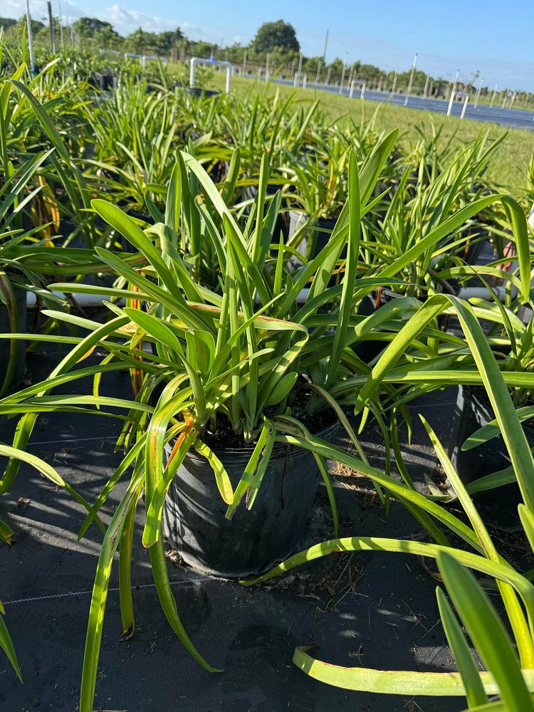 hymenocallis-spiderlily