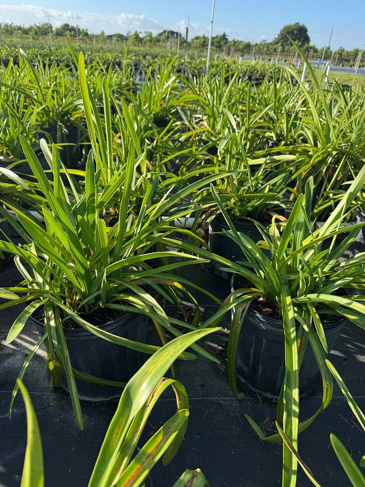hymenocallis-spiderlily