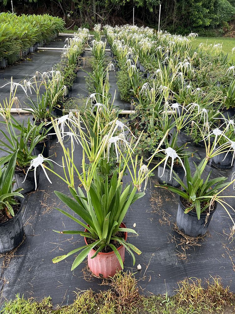 hymenocallis-spiderlily