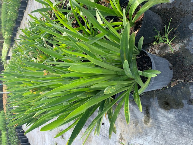 hymenocallis-tridentata-florida-spiderlily