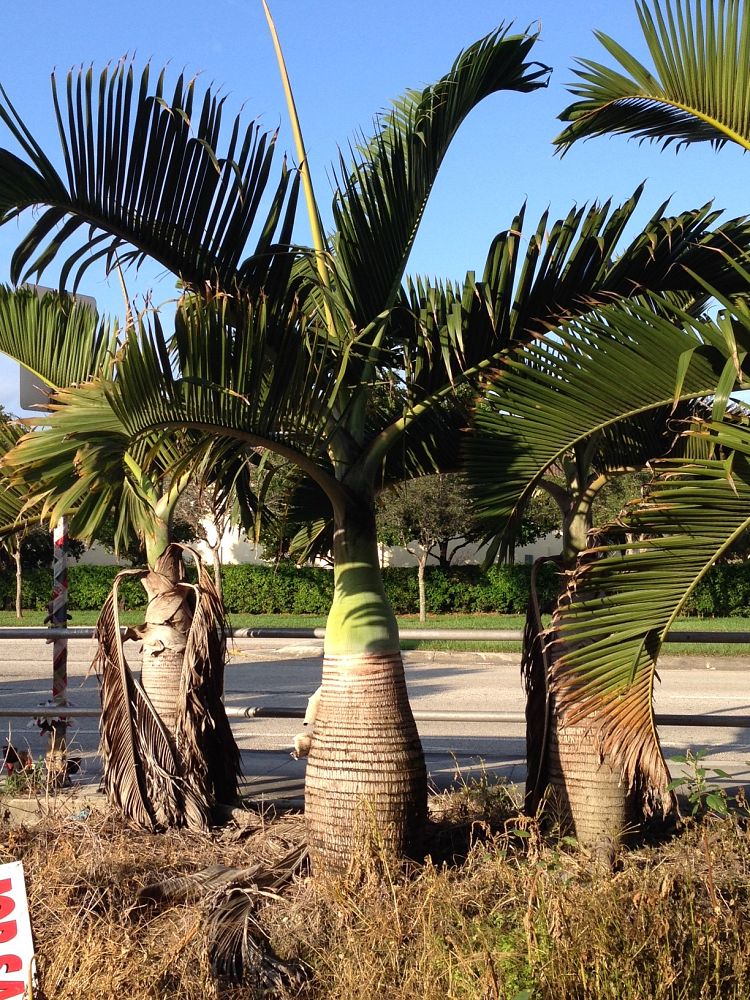 hyophorbe-lagenicaulis-bottle-palm