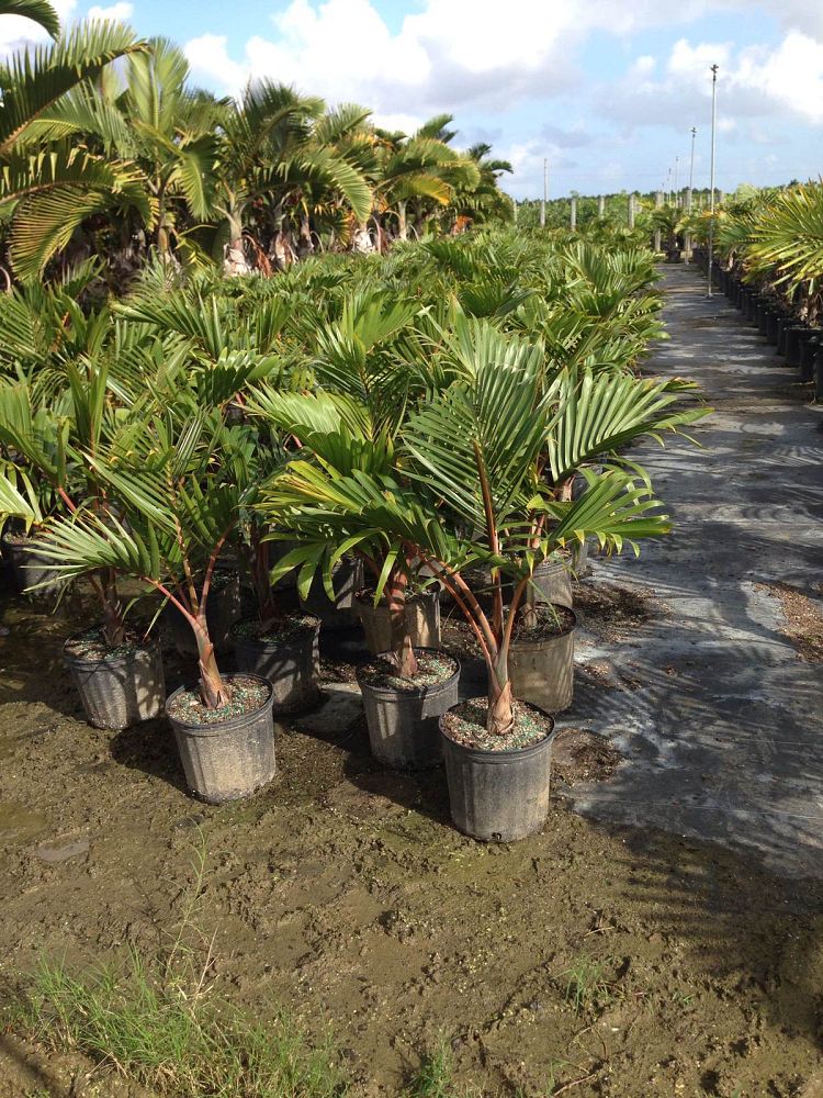 hyophorbe-lagenicaulis-bottle-palm