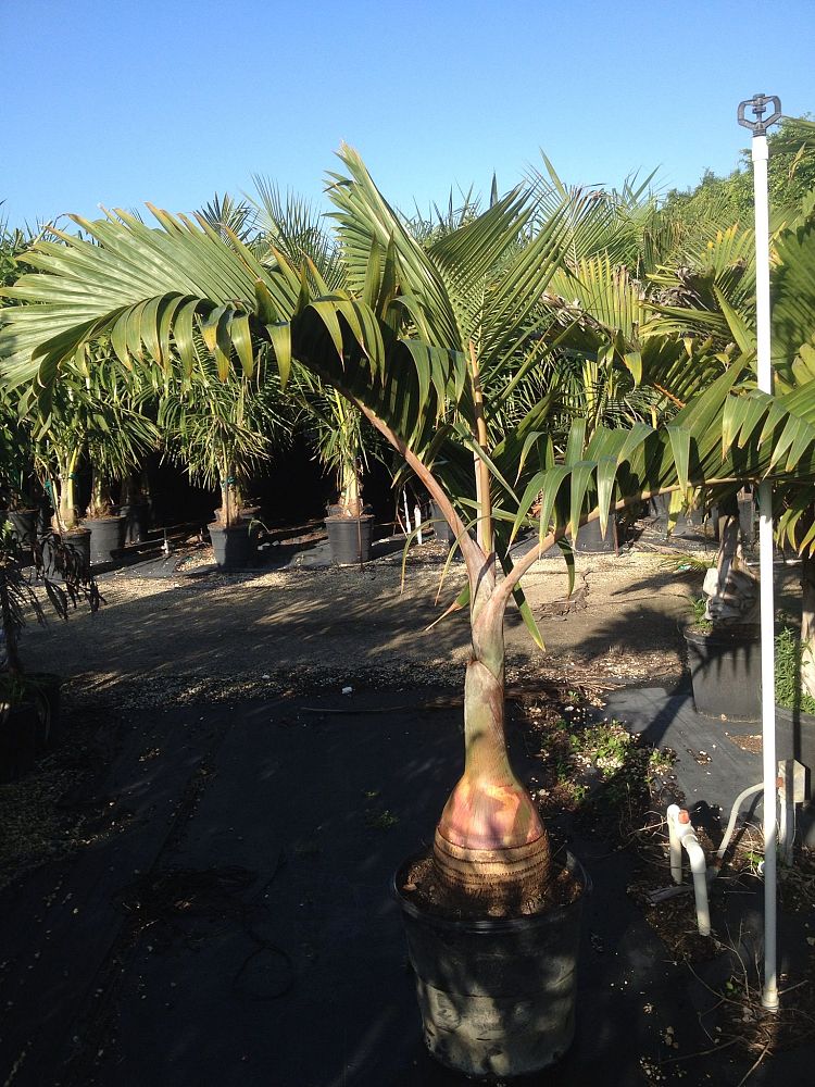 hyophorbe-lagenicaulis-bottle-palm